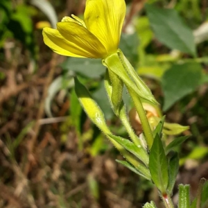 Photographie n°2233070 du taxon Oenothera biennis L. [1753]