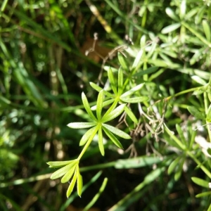 Photographie n°2233074 du taxon Galium aparine L. [1753]