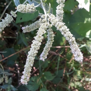 Photographie n°2233101 du taxon Mentha suaveolens Ehrh. [1792]