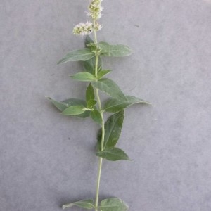 Photographie n°2233102 du taxon Mentha suaveolens Ehrh. [1792]