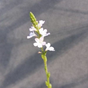 Photographie n°2233109 du taxon Verbena officinalis L. [1753]