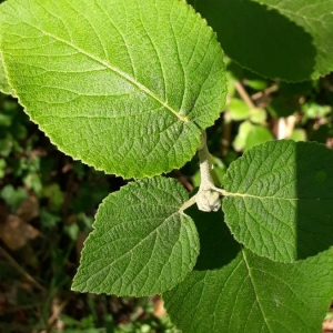 Photographie n°2233112 du taxon Viburnum lantana L. [1753]