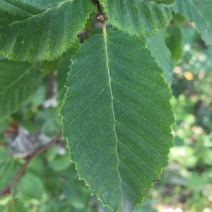 Photographie n°2233131 du taxon Carpinus betulus L. [1753]