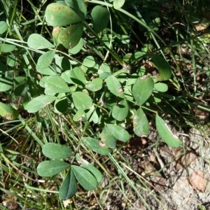 Photographie n°2233133 du taxon Coronilla glauca L. [1755]