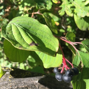 Photographie n°2233143 du taxon Cornus sanguinea L. [1753]