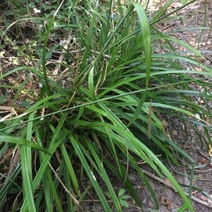 Photographie n°2233148 du taxon Carex pendula Huds. [1762]