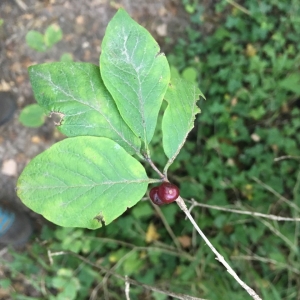 Photographie n°2233152 du taxon Lonicera xylosteum L. [1753]
