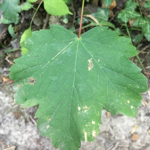 Photographie n°2233153 du taxon Acer pseudoplatanus L. [1753]