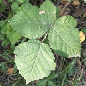 Photographie n°2233154 du taxon Rubus caesius L. [1753]