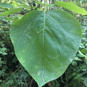 Photographie n°2233170 du taxon Catalpa bignonioides Walter [1788]