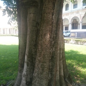 Photographie n°2233181 du taxon Celtis australis L. [1753]