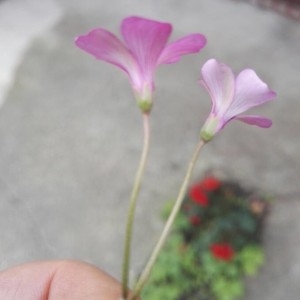 Photographie n°2233188 du taxon Oxalis articulata Savigny [1798]