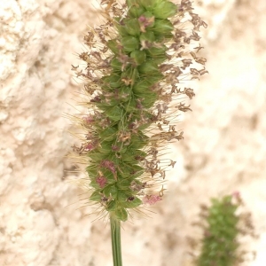 Photographie n°2233208 du taxon Setaria pumila (Poir.) Roem. & Schult. [1817]