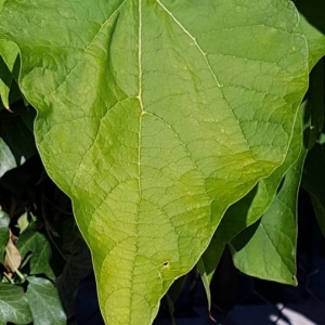 Photographie n°2233212 du taxon Catalpa bignonioides Walter [1788]