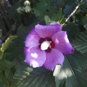 Photographie n°2233223 du taxon Hibiscus syriacus L. [1753]