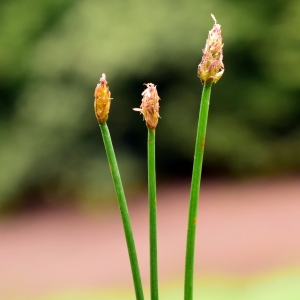 Photographie n°2233260 du taxon Eleocharis palustris (L.) Roem. & Schult. [1817]