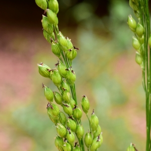 Photographie n°2233264 du taxon Panicum miliaceum L. [1753]