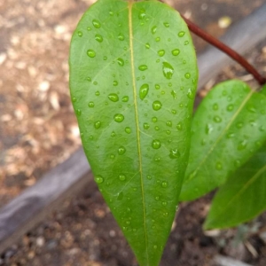 Photographie n°2233297 du taxon Lonicera japonica Thunb. [1784]