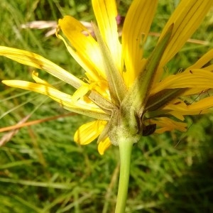 Photographie n°2233298 du taxon Tragopogon pratensis L. [1753]