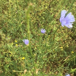 Photographie n°2233303 du taxon Cichorium intybus L. [1753]