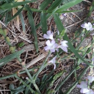 Photographie n°2233305 du taxon Verbena officinalis L. [1753]