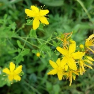 Photographie n°2233353 du taxon Hypericum perforatum L. [1753]