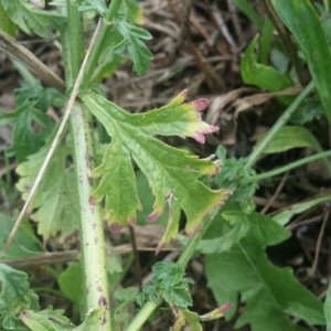 Photographie n°2233361 du taxon Verbena officinalis L. [1753]