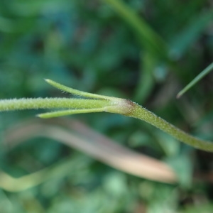 Photographie n°2233374 du taxon Silene ciliata Pourr. [1788]