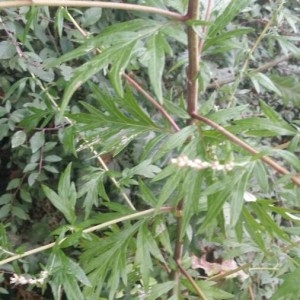 Photographie n°2233378 du taxon Artemisia vulgaris L. [1753]