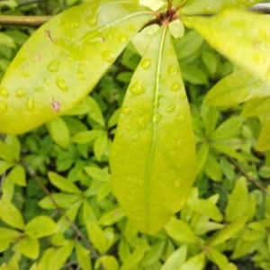 Photographie n°2233385 du taxon Punica granatum L. [1753]