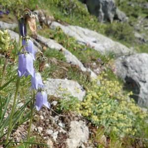 Photographie n°2233437 du taxon Campanula barbata L. [1759]