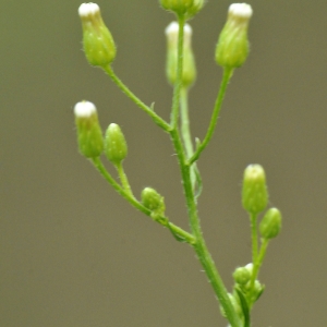 Photographie n°2233510 du taxon Erigeron canadensis L. [1753]