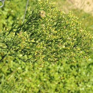 Photographie n°2233519 du taxon Erigeron sumatrensis Retz. [1810]