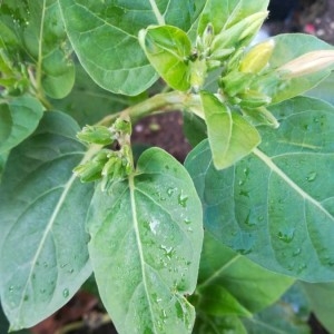 Photographie n°2233546 du taxon Mirabilis jalapa L. [1753]