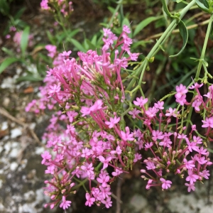 Photographie n°2233571 du taxon Centranthus ruber (L.) DC.