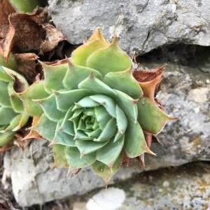 Photographie n°2233574 du taxon Sempervivum tectorum L.