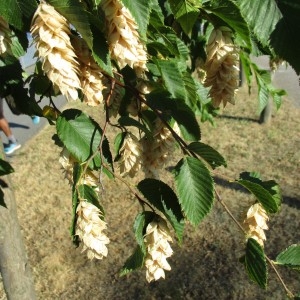 Photographie n°2233577 du taxon Ostrya carpinifolia Scop.