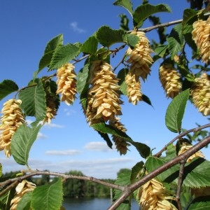 Photographie n°2233578 du taxon Ostrya carpinifolia Scop.