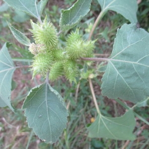 Photographie n°2233597 du taxon Xanthium orientale subsp. italicum (Moretti) Greuter