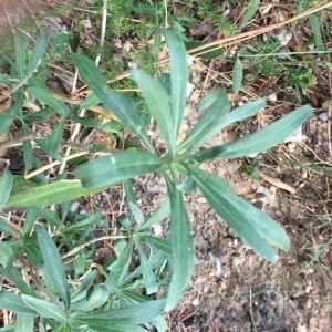 Photographie n°2233622 du taxon Erysimum cheiri (L.) Crantz