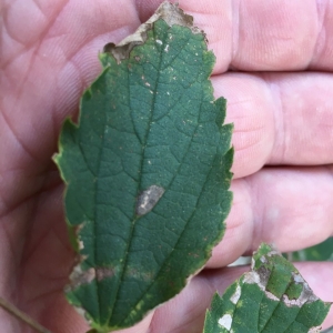 Photographie n°2233626 du taxon Celtis australis L. [1753]