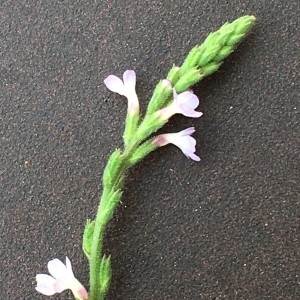 Photographie n°2233638 du taxon Verbena officinalis L. [1753]