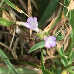 Photographie n°2233639 du taxon Verbena officinalis L. [1753]