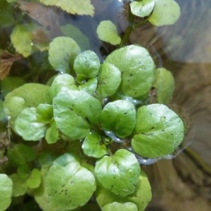 Photographie n°2233651 du taxon Nasturtium officinale R.Br. [1812]