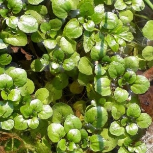 Photographie n°2233652 du taxon Nasturtium officinale R.Br. [1812]