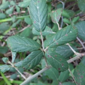 Photographie n°2233660 du taxon Rubus ulmifolius Schott [1818]