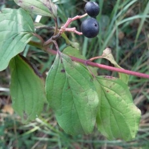 Photographie n°2233662 du taxon Cornus sanguinea L. [1753]