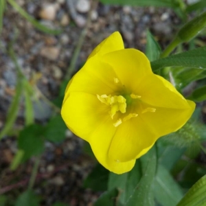 Photographie n°2233692 du taxon Oenothera biennis L. [1753]