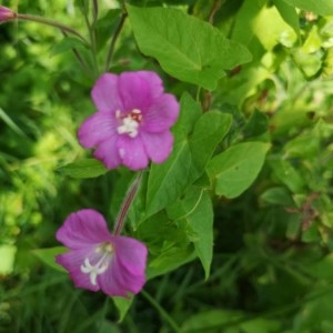 Photographie n°2233701 du taxon Epilobium hirsutum L.