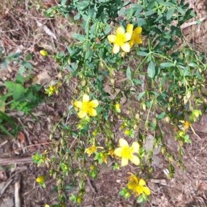 Photographie n°2233729 du taxon Hypericum perforatum L. [1753]